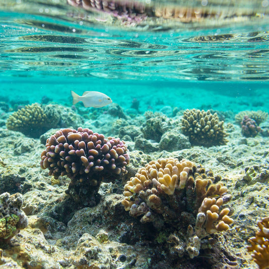 Fondo marino con peces y corales
