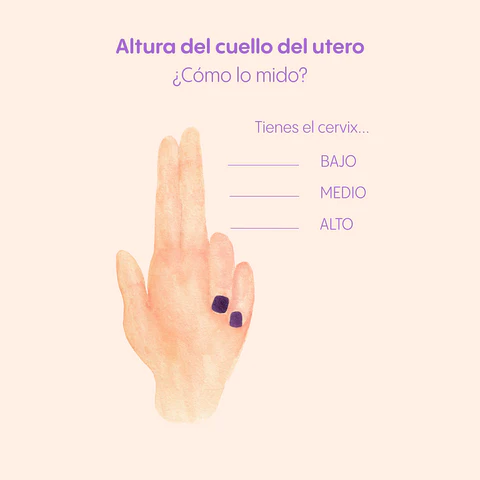 Infografía altura cuello del útero